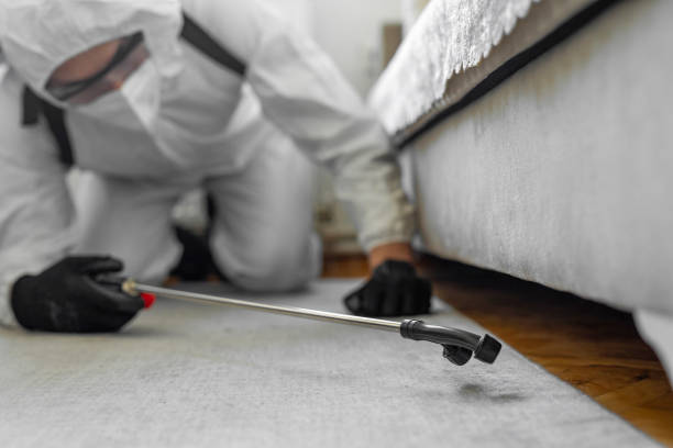 Professional Ant Control technician working in Seco Mines, TX